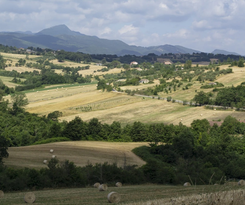 Perché è importante avere una filiera di qualità
